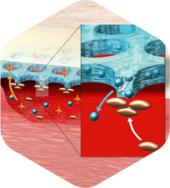 Ilustration showing how HydroTac® regulates an optimal wound environment